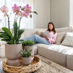 LA GREEN TOUCH - Offre combi: 2 orchidées treviso vieux rose ave pot cm - plante d'intérieur