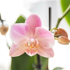 LA GREEN TOUCH - Offre combi: 2 orchidées treviso vieux rose ave pot cm - plante d'intérieur