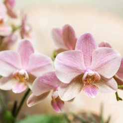 LA GREEN TOUCH - Offre combi: 2 orchidées treviso vieux rose ave pot cm - plante d'intérieur