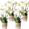LA GREEN TOUCH - Offre combinée : 4 orchidées blanches en pot - plante d'intérieur cm - plante d'intérieur