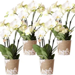 LA GREEN TOUCH - Offre combinée : 4 orchidées blanches en pot - plante d'intérieur cm - plante d'intérieur