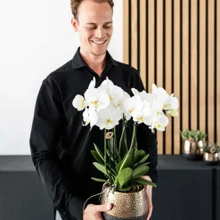 LA GREEN TOUCH - Offre combinée : 4 orchidées blanches en pot - plante d'intérieur cm - plante d'intérieur