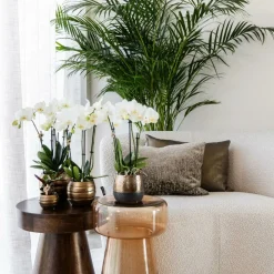 LA GREEN TOUCH - Offre combinée : 4 orchidées blanches en pot - plante d'intérieur cm - plante d'intérieur