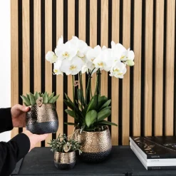 LA GREEN TOUCH - Offre combinée : 4 orchidées blanches en pot - plante d'intérieur cm - plante d'intérieur