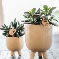 LA GREEN TOUCH - Offre combinée - pots en travertin gummy