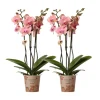 LA GREEN TOUCH - Offre duo phalaenopsis pirate picotee - orchidées fleuries cm - plante d'intérieur