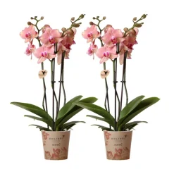 LA GREEN TOUCH - Offre duo phalaenopsis pirate picotee - orchidées fleuries cm - plante d'intérieur