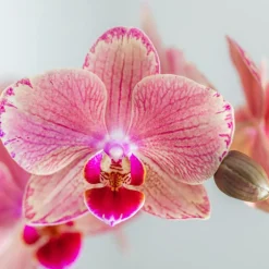 LA GREEN TOUCH - Offre duo phalaenopsis pirate picotee - orchidées fleuries cm - plante d'intérieur