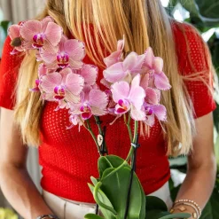 LA GREEN TOUCH - Offre duo phalaenopsis pirate picotee - orchidées fleuries cm - plante d'intérieur