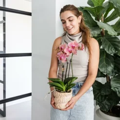 LA GREEN TOUCH - Offre duo phalaenopsis pirate picotee - orchidées fleuries cm - plante d'intérieur