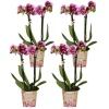 LA GREEN TOUCH - Offre spéciale : 4 orchids phalaenopsis roses - el salvador cm - plante d'intérieur