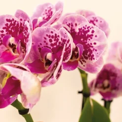 LA GREEN TOUCH - Offre spéciale : 4 orchids phalaenopsis roses - el salvador cm - plante d'intérieur