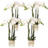 LA GREEN TOUCH - Offre spéciale : 4 phalaenopsis orchidées blanches amabilis cm - plante d'intérieur