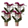 LA GREEN TOUCH - Offre spéciale : 4 orchidées phalaenopsis violettes fleuries cm - plante d'intérieur