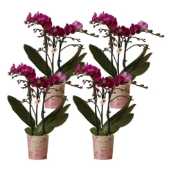 LA GREEN TOUCH - Offre spéciale : 4 orchidées phalaenopsis violettes fleuries cm - plante d'intérieur