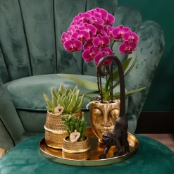 LA GREEN TOUCH - Offre spéciale : 4 orchidées phalaenopsis violettes fleuries cm - plante d'intérieur
