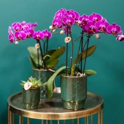 LA GREEN TOUCH - Offre spéciale : 4 orchidées phalaenopsis violettes fleuries cm - plante d'intérieur