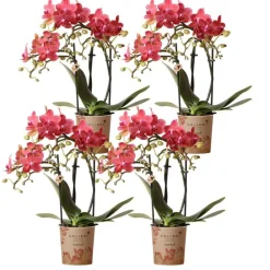 LA GREEN TOUCH - Offre spéciale : 4 orchidées phalaenopsis rouges congo cm - plante d'intérieur