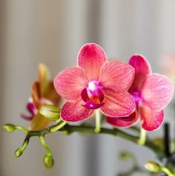 LA GREEN TOUCH - Offre spéciale : 4 orchidées phalaenopsis rouges congo cm - plante d'intérieur