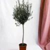LA GREEN TOUCH - Olivier - olea europaea tronc 160cm - plante d'extérieur