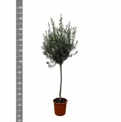 LA GREEN TOUCH - Olivier - olea europaea tronc 160cm - plante d'extérieur