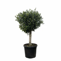 LA GREEN TOUCH - Olivier olea europaea h180cm