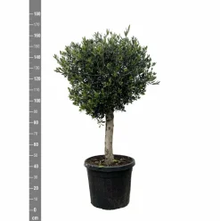 LA GREEN TOUCH - Olivier olea europaea h180cm