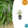 LA GREEN TOUCH - Ophiopogon - herbe aux turquoises 'ingwersen' x60 – entre 3,75 et 5m2