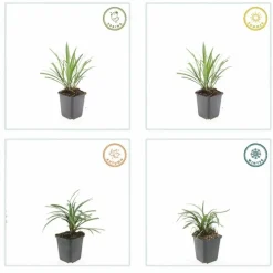 LA GREEN TOUCH - Ophiopogon - herbe aux turquoises 'ingwersen' x60 – entre 3,75 et 5m2