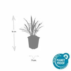 LA GREEN TOUCH - Ophiopogon - herbe aux turquoises 'ingwersen' x60 – entre 3,75 et 5m2