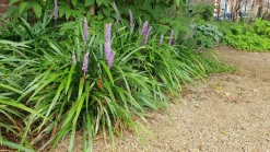 LA GREEN TOUCH - Ophiopogon - herbe aux turquoises 'ingwersen' x60 – entre 3,75 et 5m2