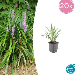 LA GREEN TOUCH - Ophiopogon - herbe aux turquoises 'ingwersen' x60 – entre 3,75 et 5m2