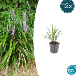 LA GREEN TOUCH - Ophiopogon - herbe aux turquoises 'ingwersen' x20 – entre 1,25 et 1,67m2