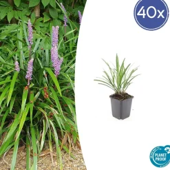 LA GREEN TOUCH - Ophiopogon - herbe aux turquoises 'ingwersen' x20 – entre 1,25 et 1,67m2