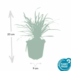 LA GREEN TOUCH - Ophiopogon - herbe aux turquoises 'big blue' x40 – entre 2,5 et 3,33m2