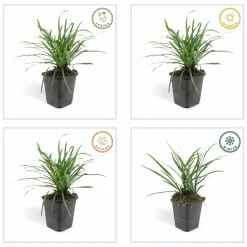 LA GREEN TOUCH - Ophiopogon - herbe aux turquoises 'big blue' x40 – entre 2,5 et 3,33m2