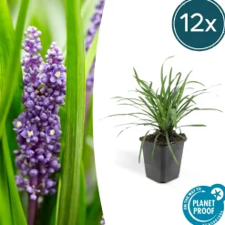 LA GREEN TOUCH - Ophiopogon - herbe aux turquoises 'big blue' x40 – entre 2,5 et 3,33m2