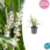 LA GREEN TOUCH - Ophiopogon - herbe aux turquoises 'moneymaker' x20 – entre 1,25 et 1,67m2