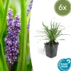 LA GREEN TOUCH - Ophiopogon - herbe aux turquoises 'big blue' x6 – entre 0,38 et 0,5m2