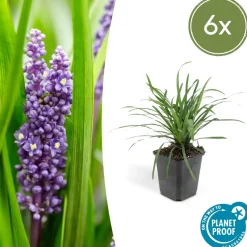 LA GREEN TOUCH - Ophiopogon - herbe aux turquoises 'big blue' x6 – entre 0,38 et 0,5m2