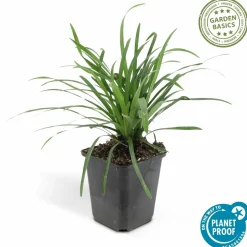 LA GREEN TOUCH - Ophiopogon - herbe aux turquoises 'big blue' x6 – entre 0,38 et 0,5m2