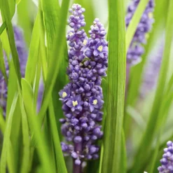 LA GREEN TOUCH - Ophiopogon - herbe aux turquoises 'big blue' x6 – entre 0,38 et 0,5m2