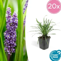LA GREEN TOUCH - Ophiopogon - herbe aux turquoises 'big blue' x6 – entre 0,38 et 0,5m2
