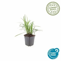 LA GREEN TOUCH - Ophiopogon - herbe aux turquoises 'moneymaker' x12 – entre 0,75 et 1m2