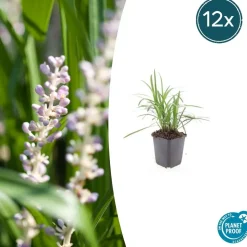 LA GREEN TOUCH - Ophiopogon - herbe aux turquoises 'moneymaker' x12 – entre 0,75 et 1m2