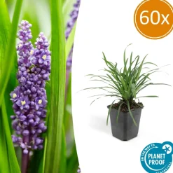 LA GREEN TOUCH - Ophiopogon - herbe aux turquoises 'big blue' x60 – entre 3,75 et 5m2