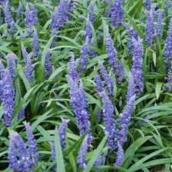 LA GREEN TOUCH - Ophiopogon - herbe aux turquoises 'big blue' x60 – entre 3,75 et 5m2