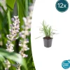 LA GREEN TOUCH - Ophiopogon - herbe aux turquoises 'monroe white' x12 – entre 0,75 et 1m2