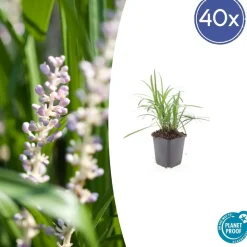 LA GREEN TOUCH - Ophiopogon - herbe aux turquoises 'monroe white' x12 – entre 0,75 et 1m2