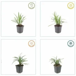 LA GREEN TOUCH - Ophiopogon - herbe aux turquoises 'moneymaker' x40 – entre 2,5 et 3,33m2